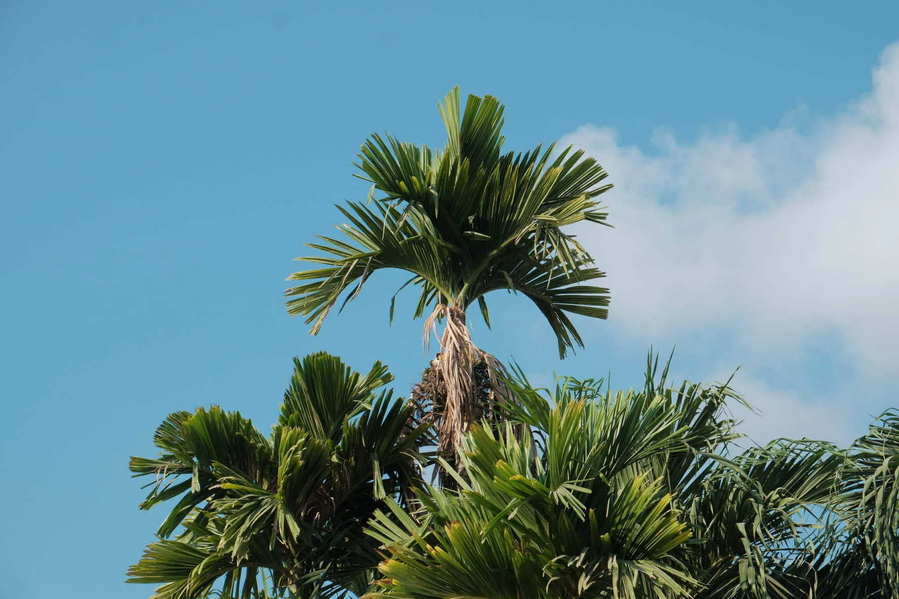 Máy ảnh kỹ thuật số là gì?