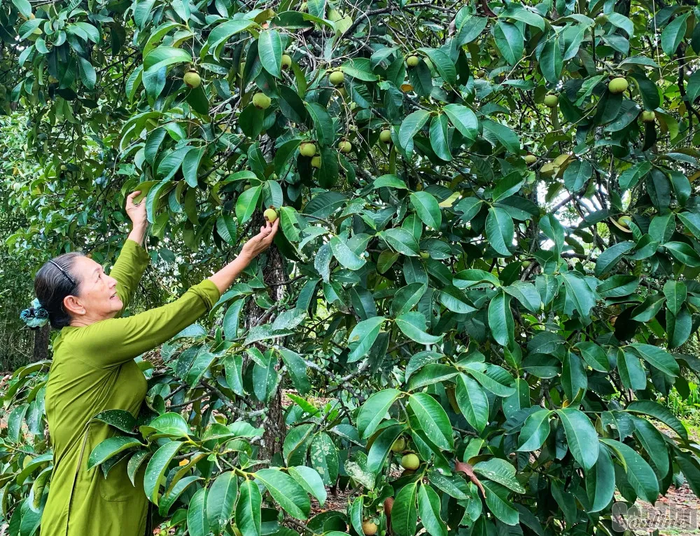 Thị trấn Đức Phong cũ có gì nổi bật?