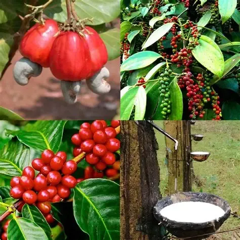 Xã Phước Sơn cũ có gì nổi bật?