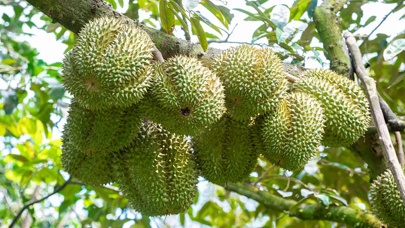 Xã Thọ Sơn cũ có gì nổi bật?