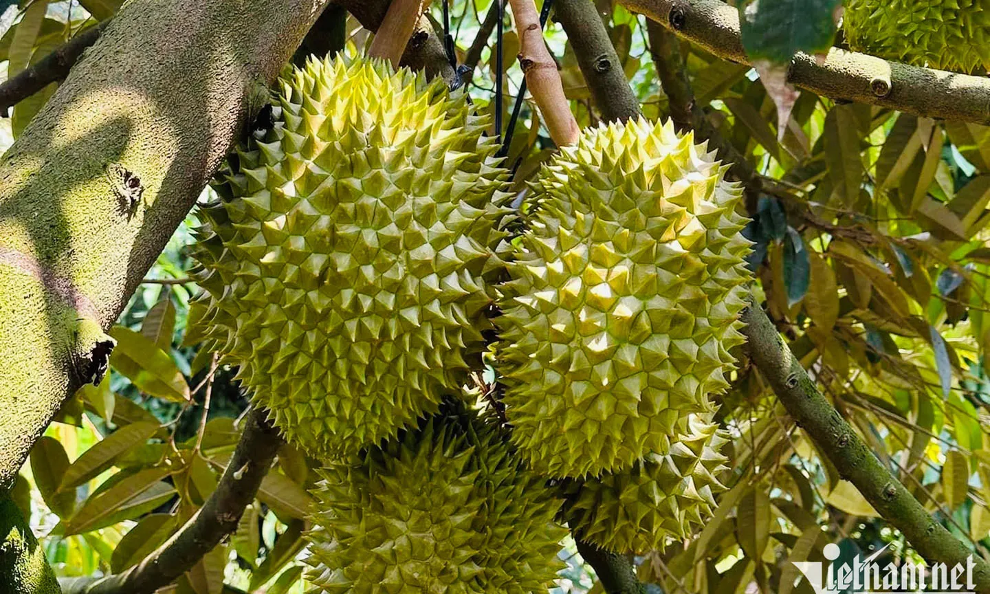 Xã Nghĩa Trung cũ có gì nổi bật?