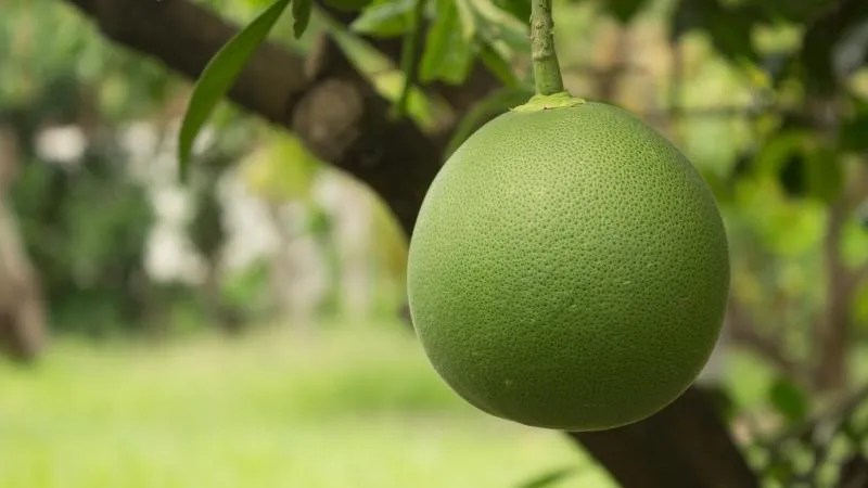 Xã Lộc Thịnh cũ có gì nổi bật