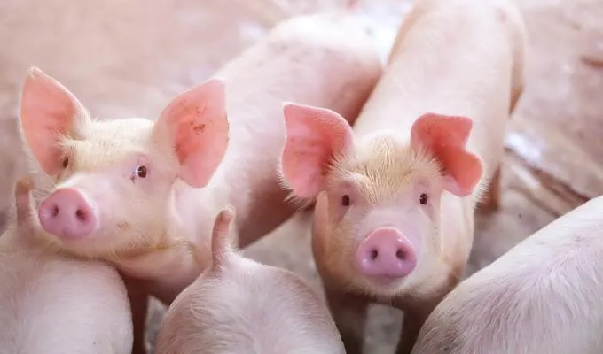 Xã Lộc Khánh cũ có gì nổi bật?