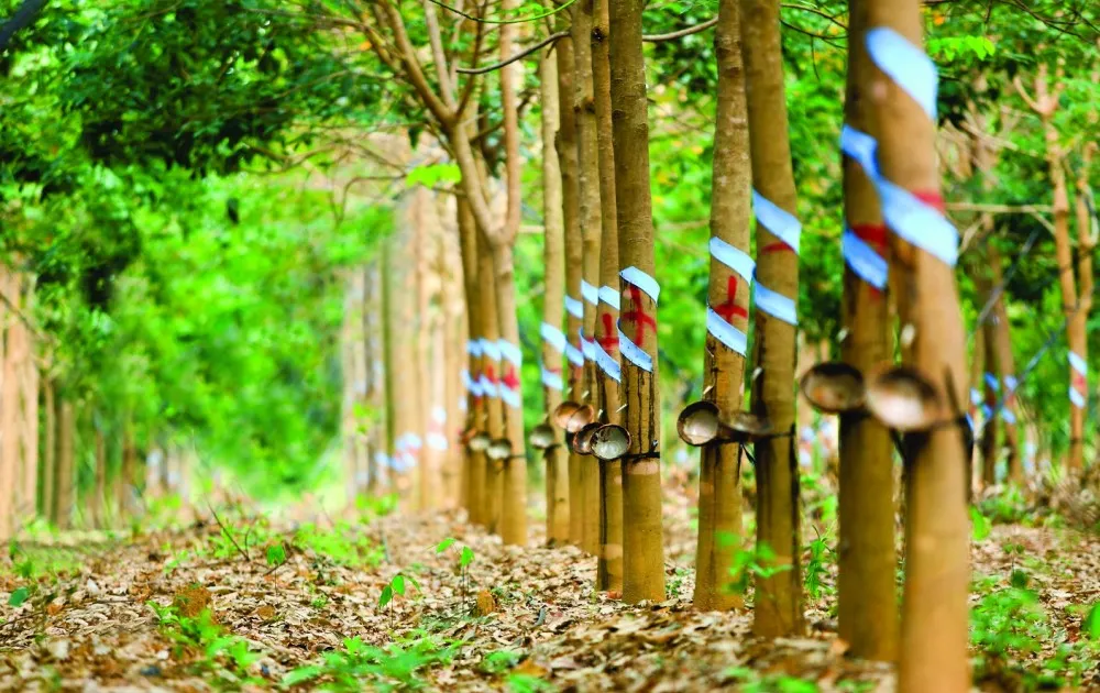 Xã Thọ Sơn cũ có gì nổi bật?