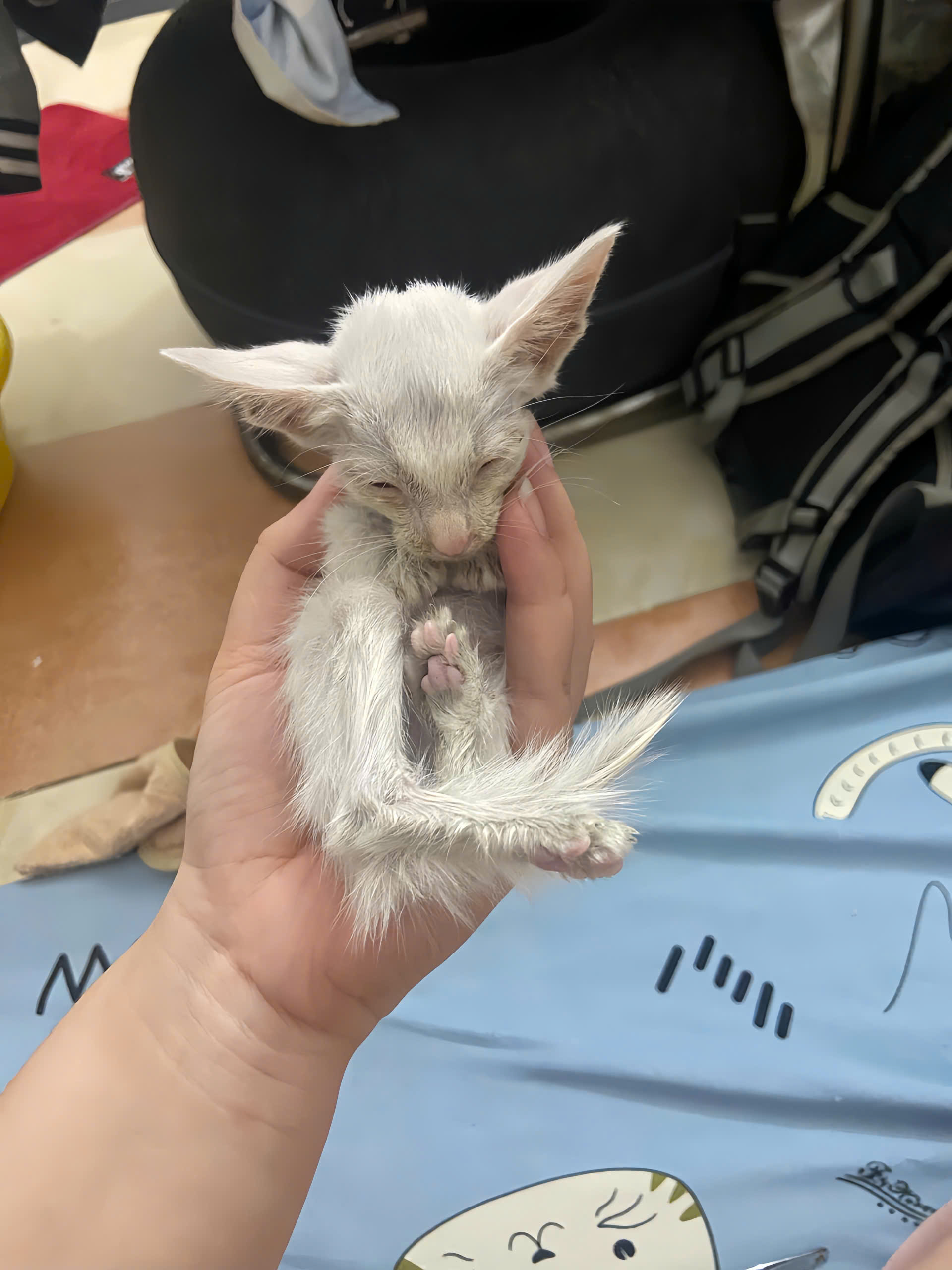 Cách bế mèo con đúng