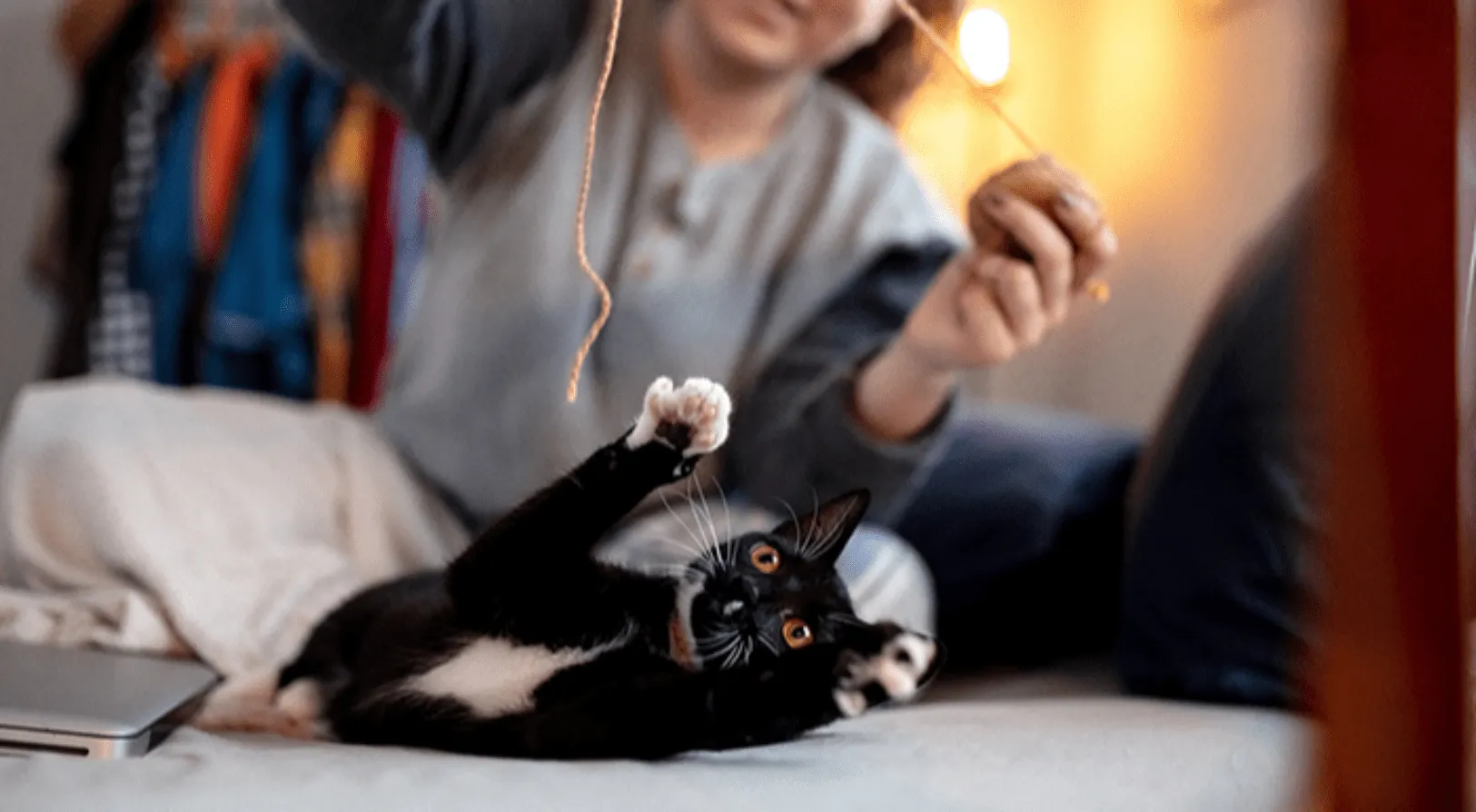 Bí quyết chăm sóc mèo ta khỏe mạnh và hạnh phúc