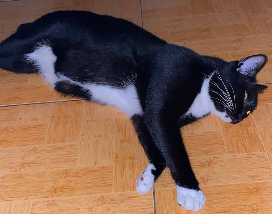 Đặc điểm chung của mèo ta Việt Nam