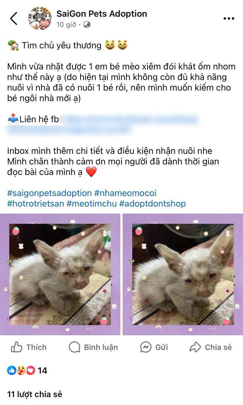 Tìm các trạm cứu hộ động vật (nếu không có thời gian và khả năng chăm sóc bé)