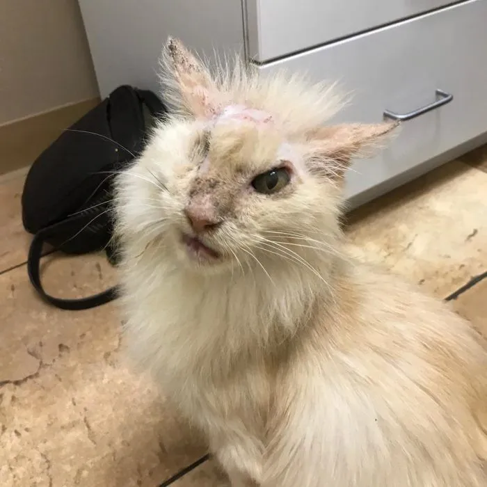 Đánh đập chó mèo sẽ bị xử lý như thế nào?