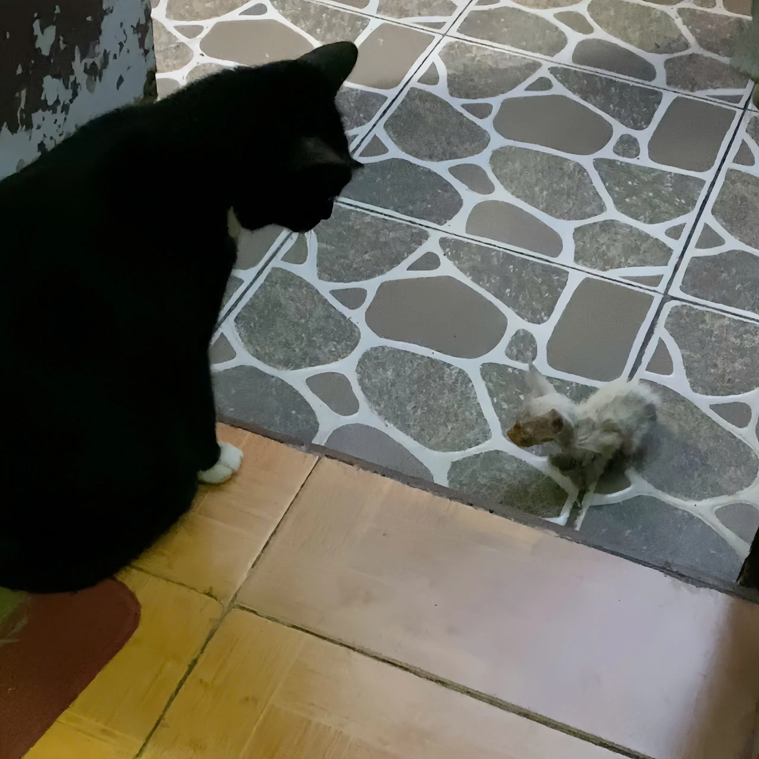 Không để vật nuôi khác lại gần mèo con