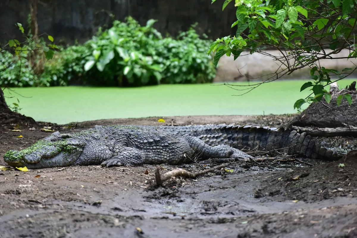 Làng Cá Sấu Sài Gòn