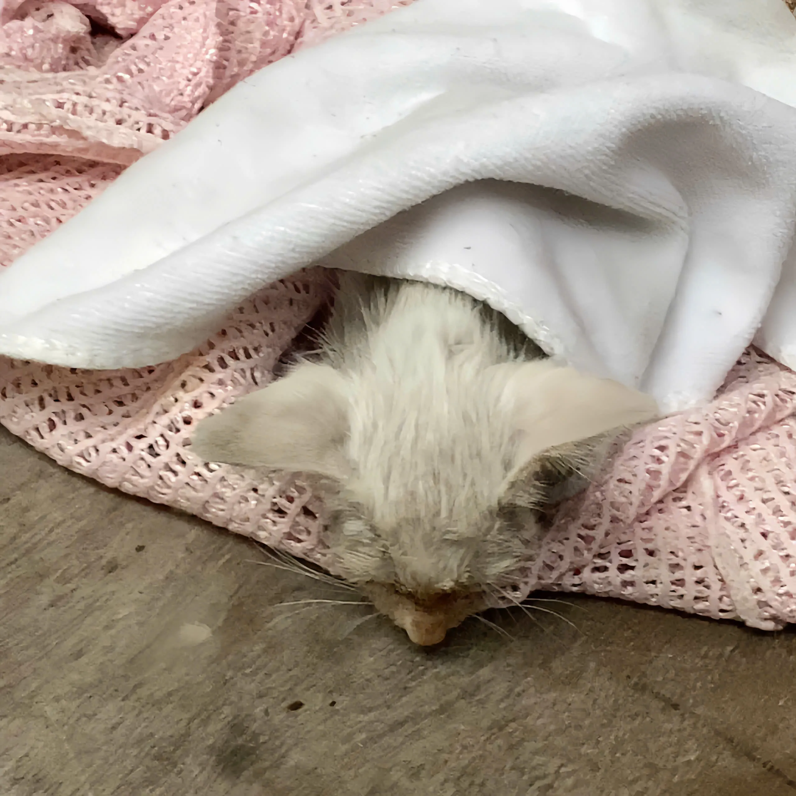 Giữ ấm cho mèo con trong lúc bế