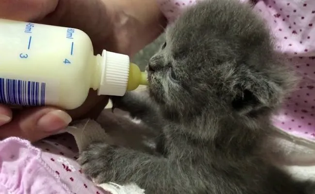 Lịch ăn uống cho mèo con