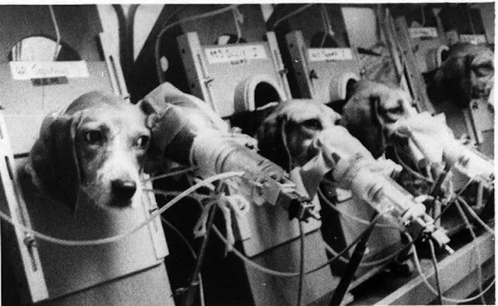 Thời hiệu xử phạt đối với hành vi ngược đãi chó mèo là bao lâu?