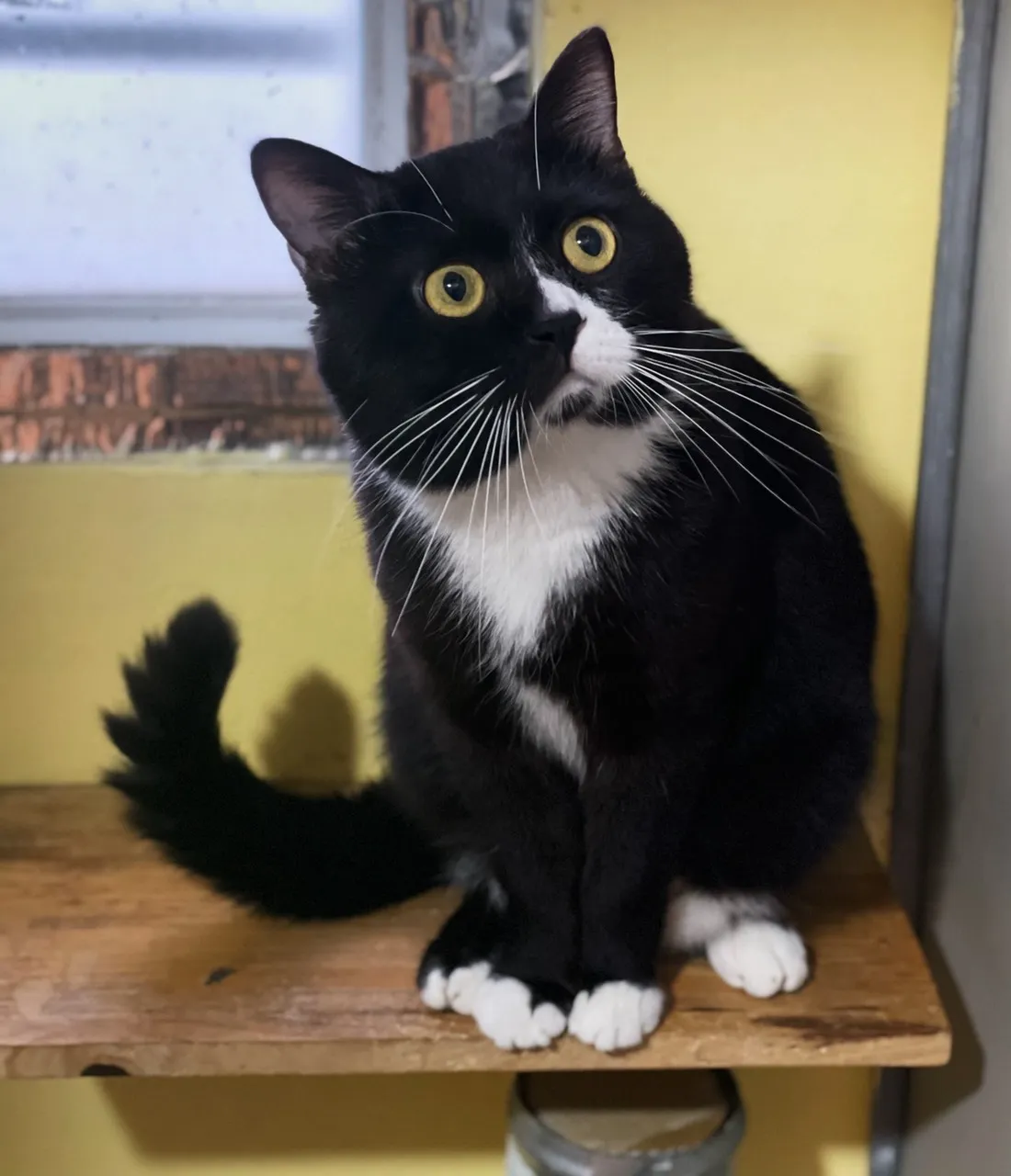 Cách nuôi và chăm sóc mèo Tuxedo