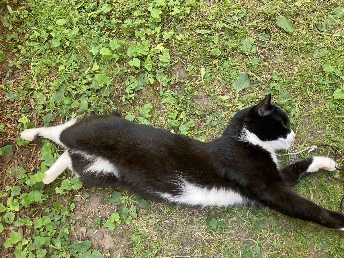 Tập luyện và vận động cho mèo