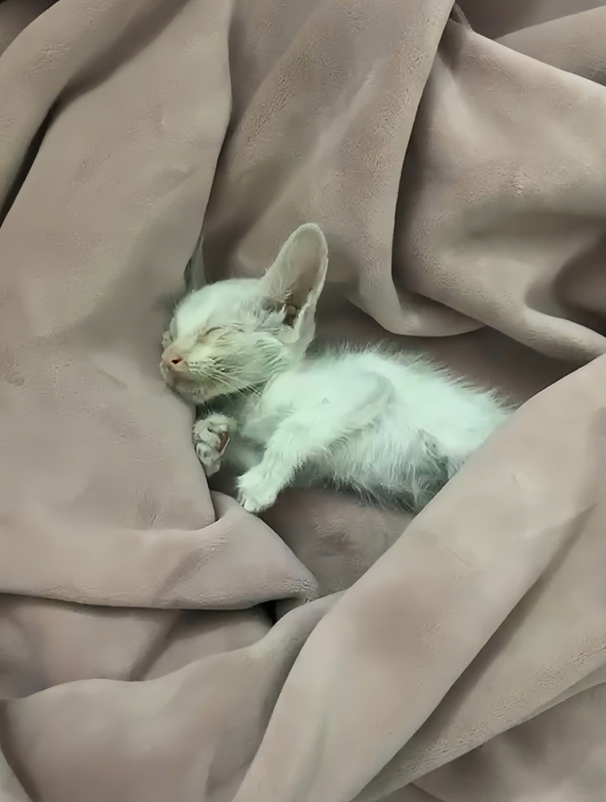 Chuẩn bị ổ ngủ an toàn, thoáng khí cho mèo