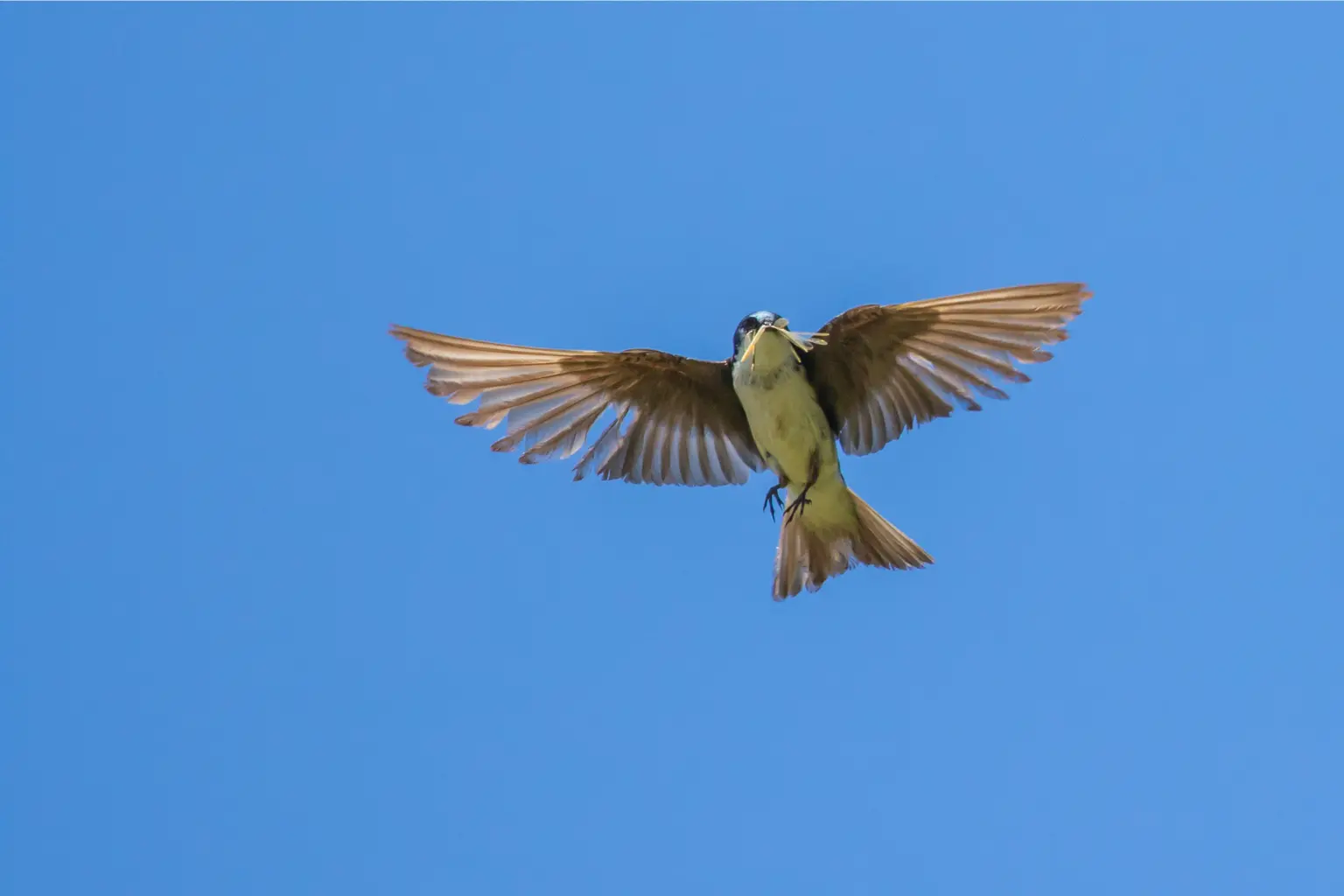 1.2. Lục diệu là gì?