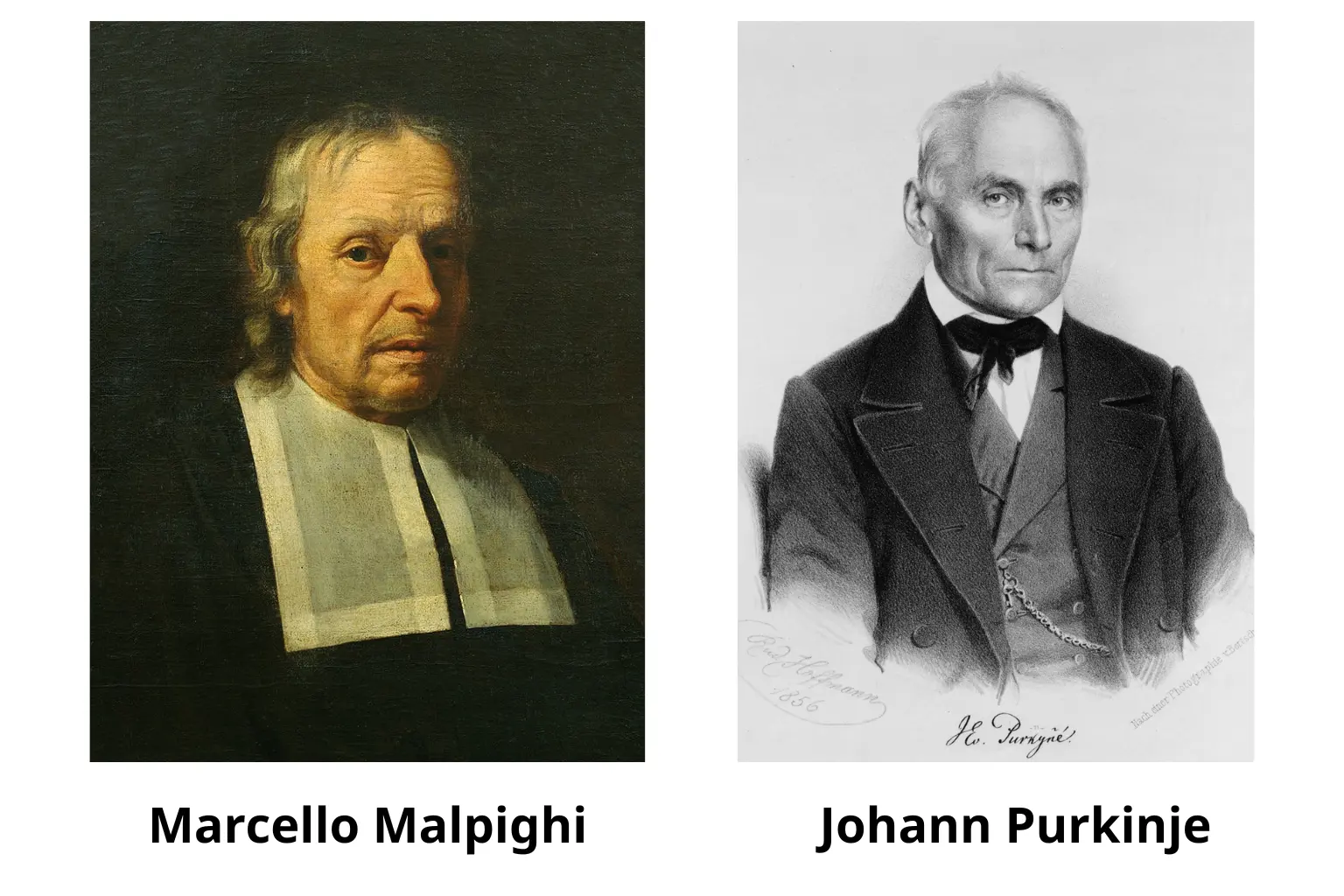 2. Nguồn gốc của chủng vân tay