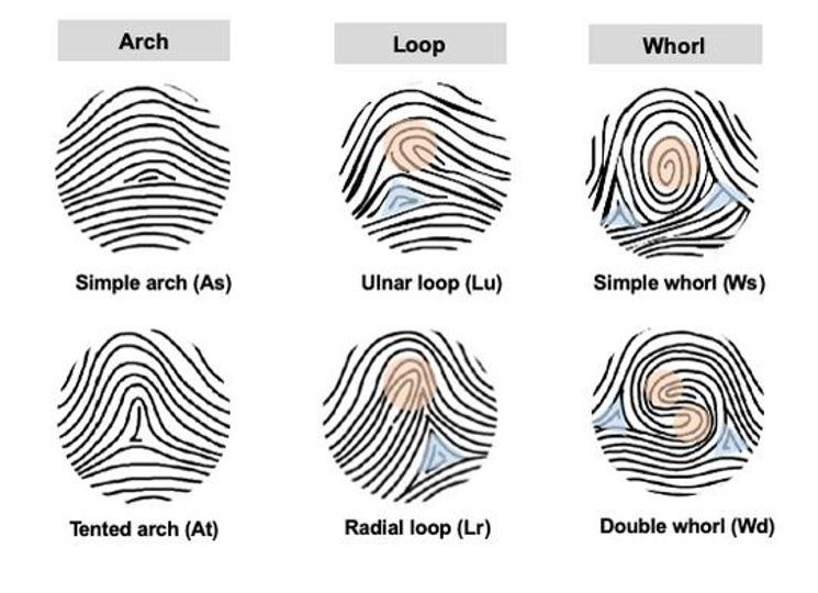 3. Có bao nhiêu loại chủng vân tay?